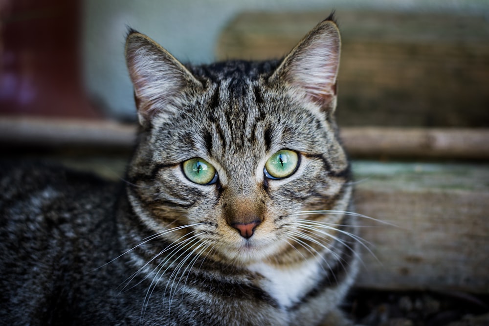 brown tabby cat lying on brown surface