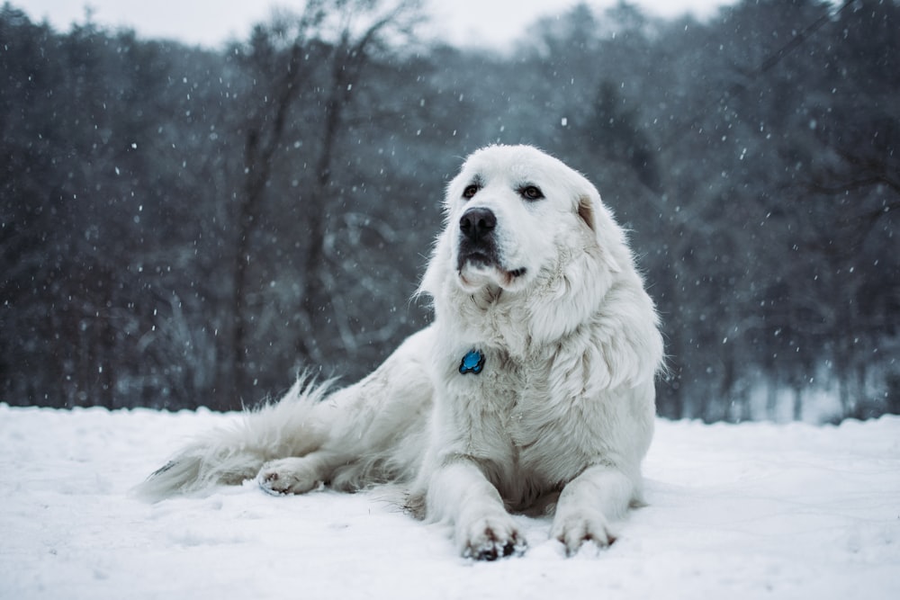 short-coated white dog lying outdoor