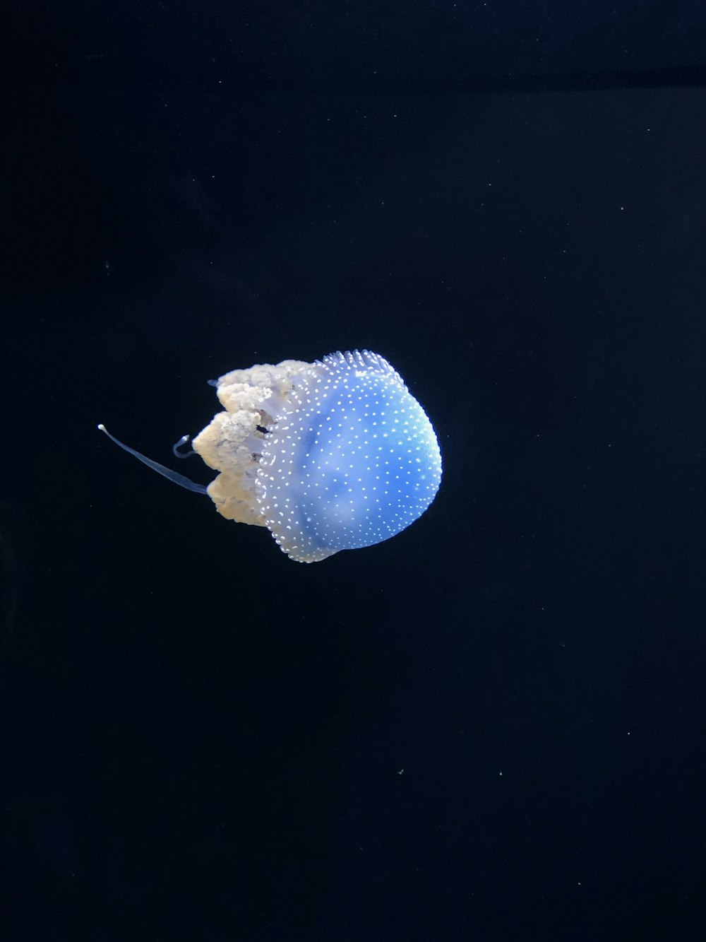 jelly fish