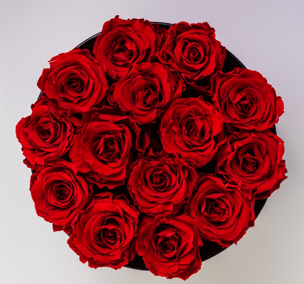 red roses