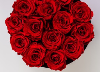 red roses