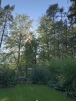 Sunlight filtering through tall trees in a well-maintained park after expert pruning.