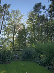 Sunlight filtering through trees onto a well-maintained residential plot with clear boundary markers.