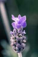 purple petaled flower