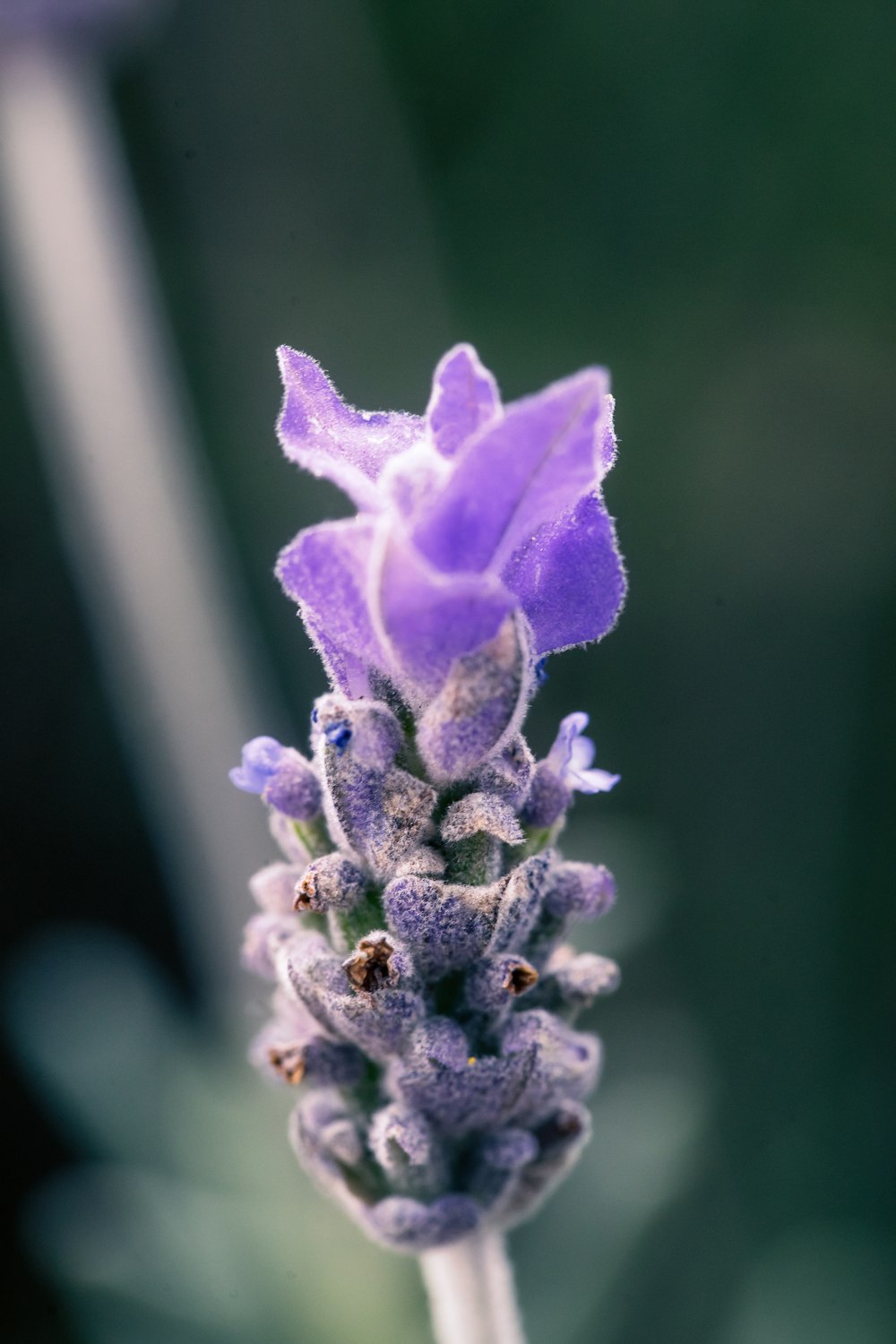 purple petaled flower