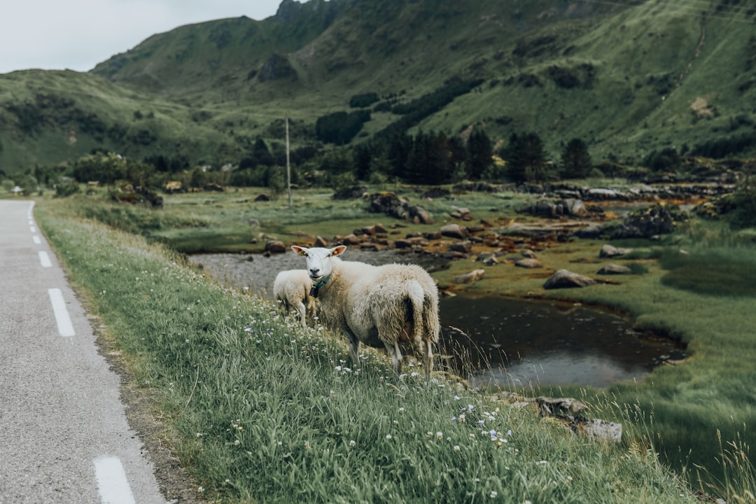 sheep stands on grass field near road