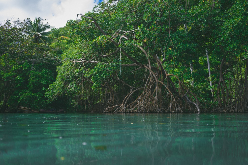 Mangrove trees