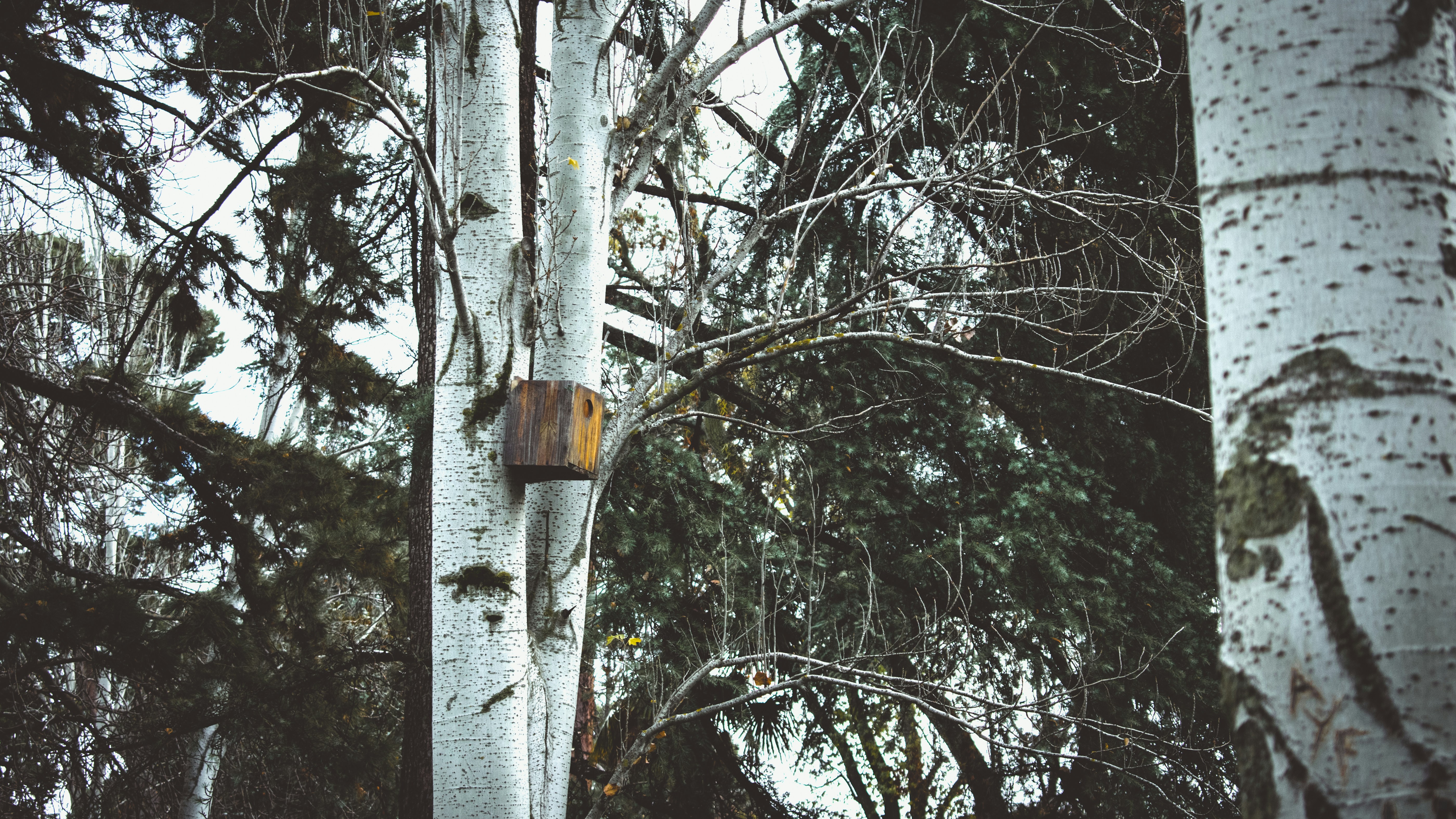 landscape photography of trees, 