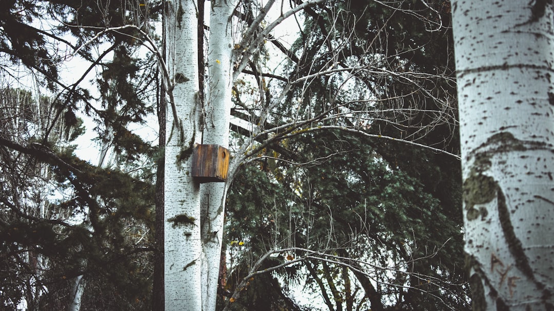 landscape photography of trees,