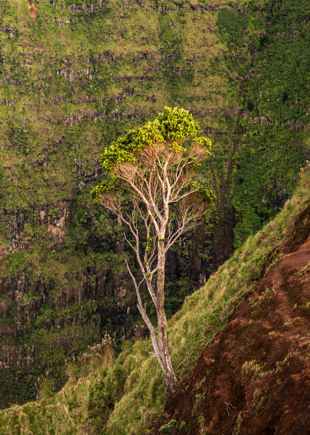 Baum tagsüber