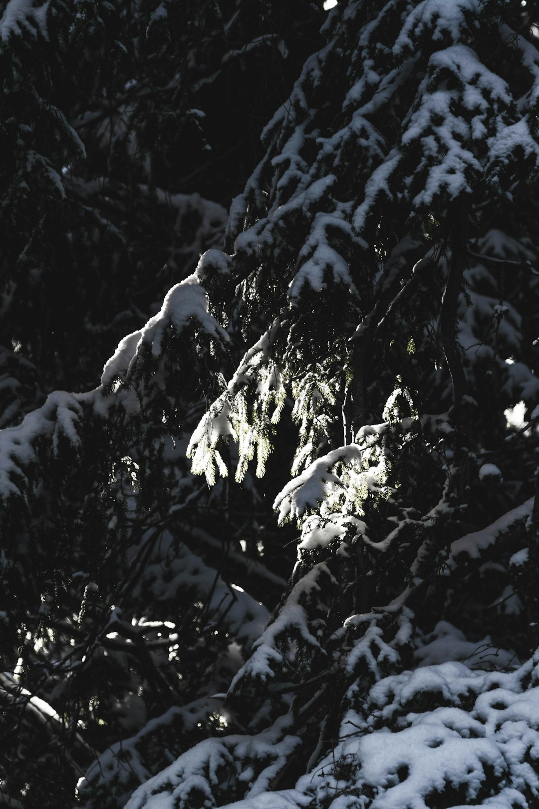 green pine tree covered by snow