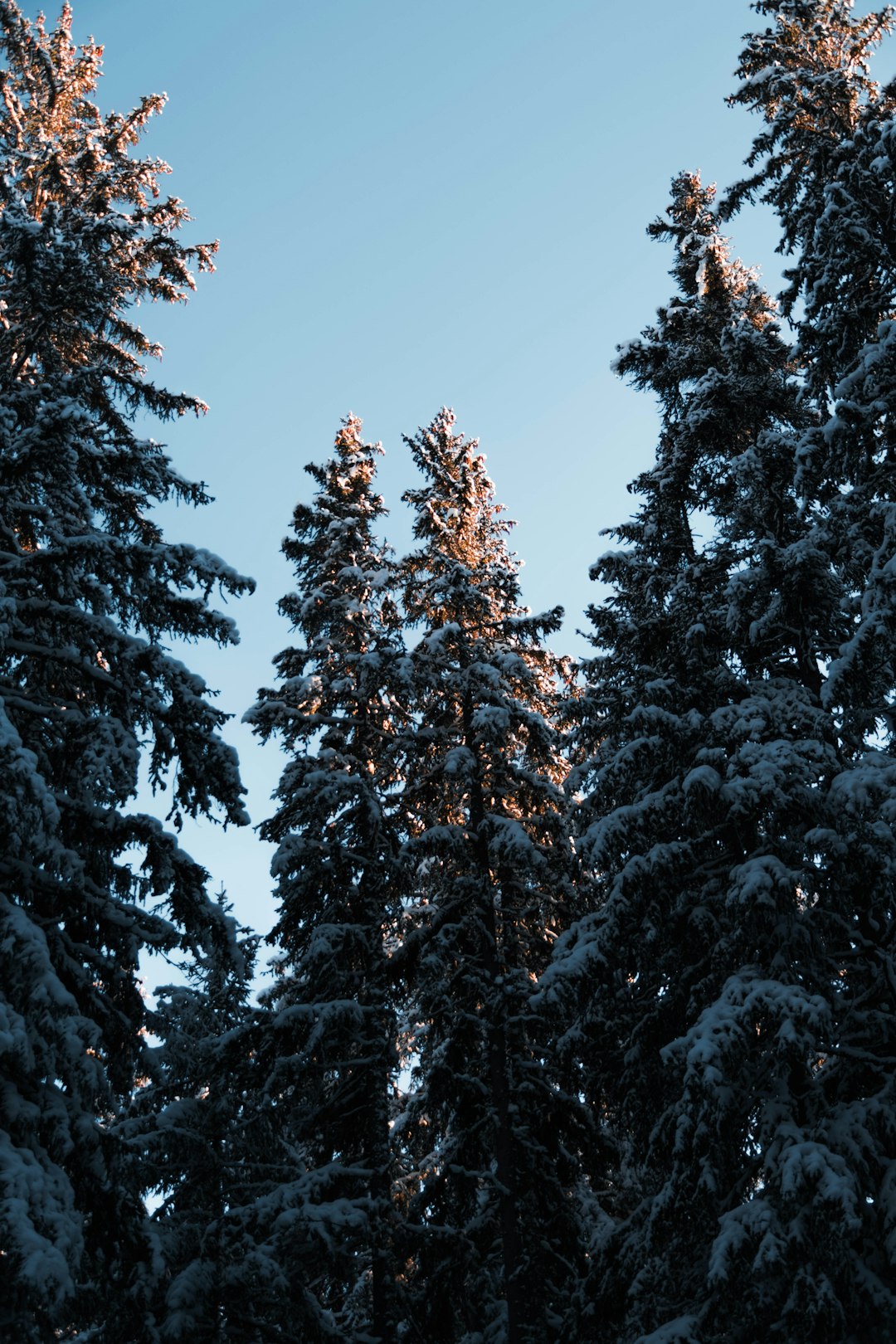 green-leafed trees