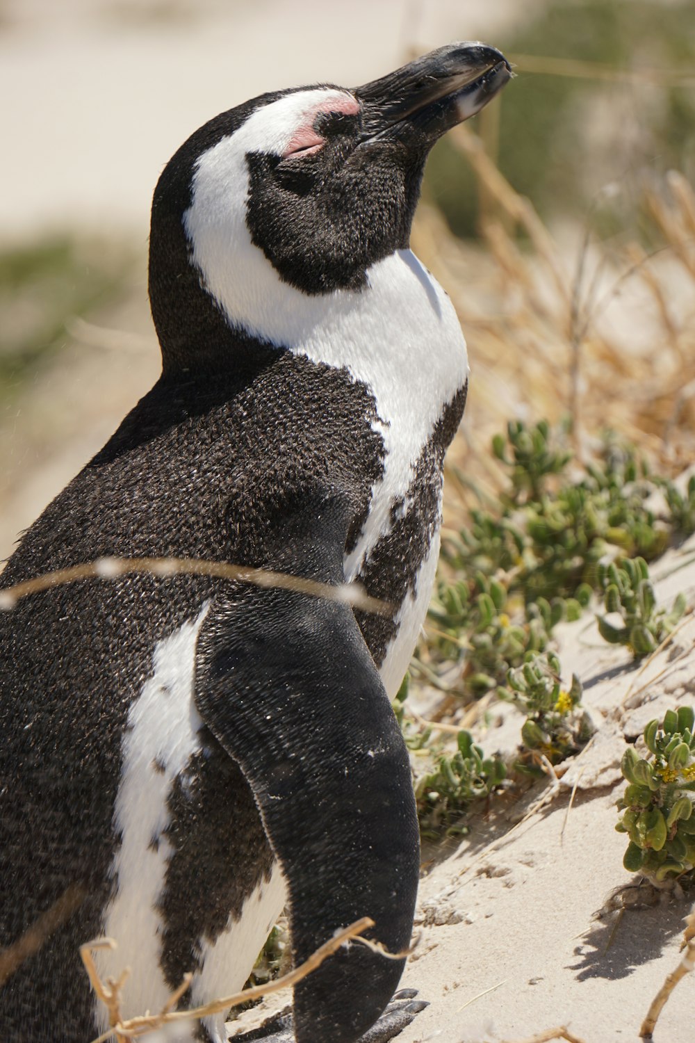 Pingüino blanco y negro mirando de lado