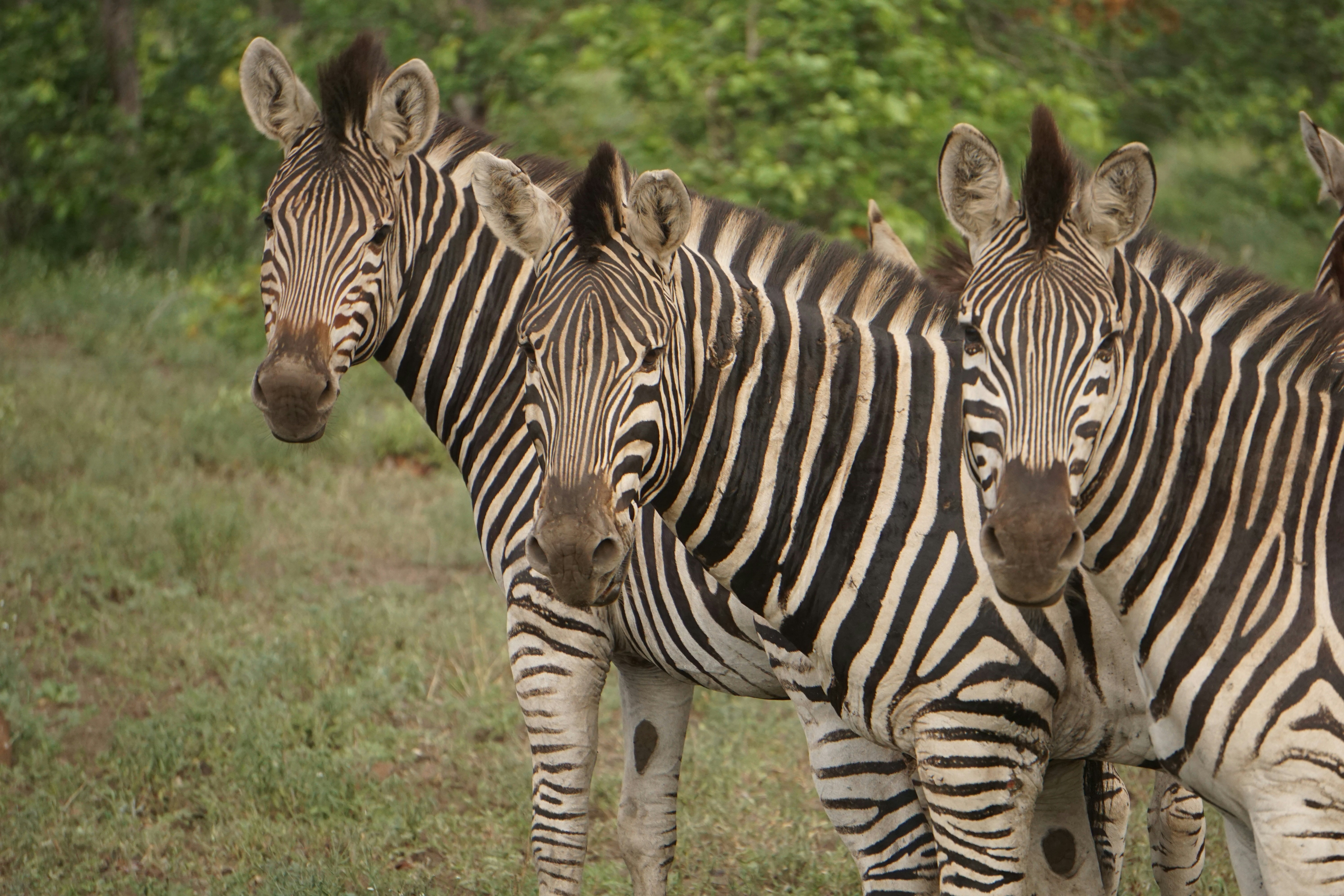 녹색 울타리 식물 옆에 서 있는 얼룩말 3마리 사진 – Unsplash의 무료 얼룩말 이미지, image size:3000x2000