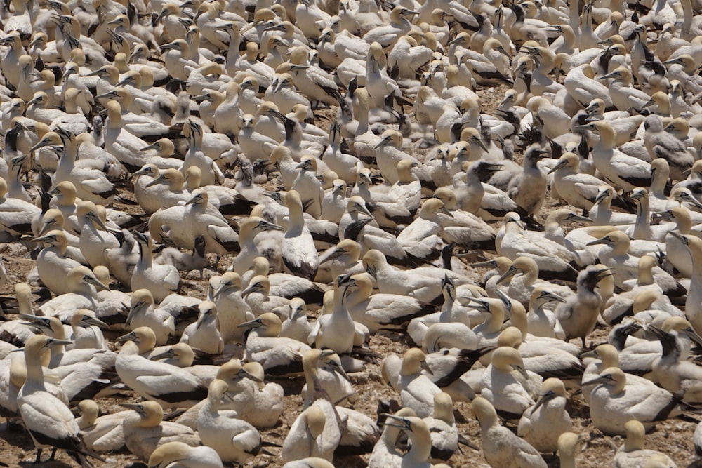 flock of white-and-black birds