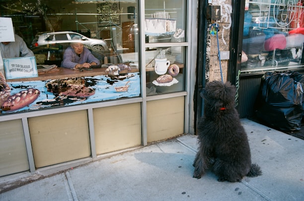 A large dog sits on the sidewalk, looking through the window of a bakery. Inside, an elderly woman sits behind a counter filled with various bread and pastries. The shop window displays signs and artistic depictions of baked goods. Outside, the dog is leashed to a post beside a garbage bag against the store wall. Cars and urban scenery are reflected in the glass.