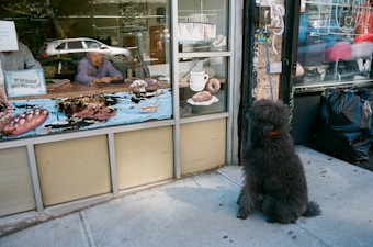 A large dog sits on the sidewalk, looking through the window of a bakery. Inside, an elderly woman sits behind a counter filled with various bread and pastries. The shop window displays signs and artistic depictions of baked goods. Outside, the dog is leashed to a post beside a garbage bag against the store wall. Cars and urban scenery are reflected in the glass.