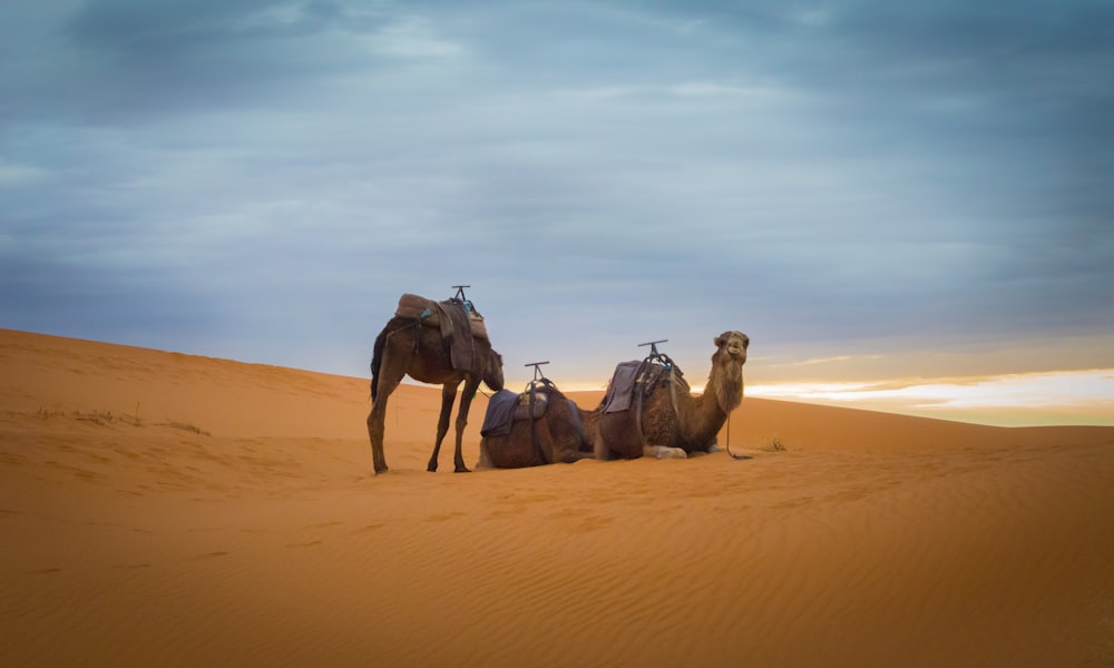 昼間の砂漠に浮かぶ3頭の茶色のラクダ