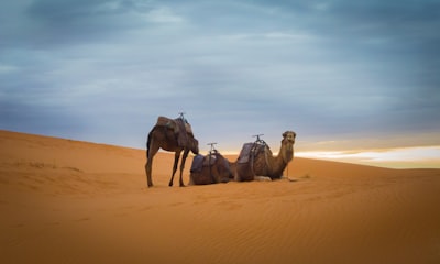 three brown camel in desert during daytime eve teams background