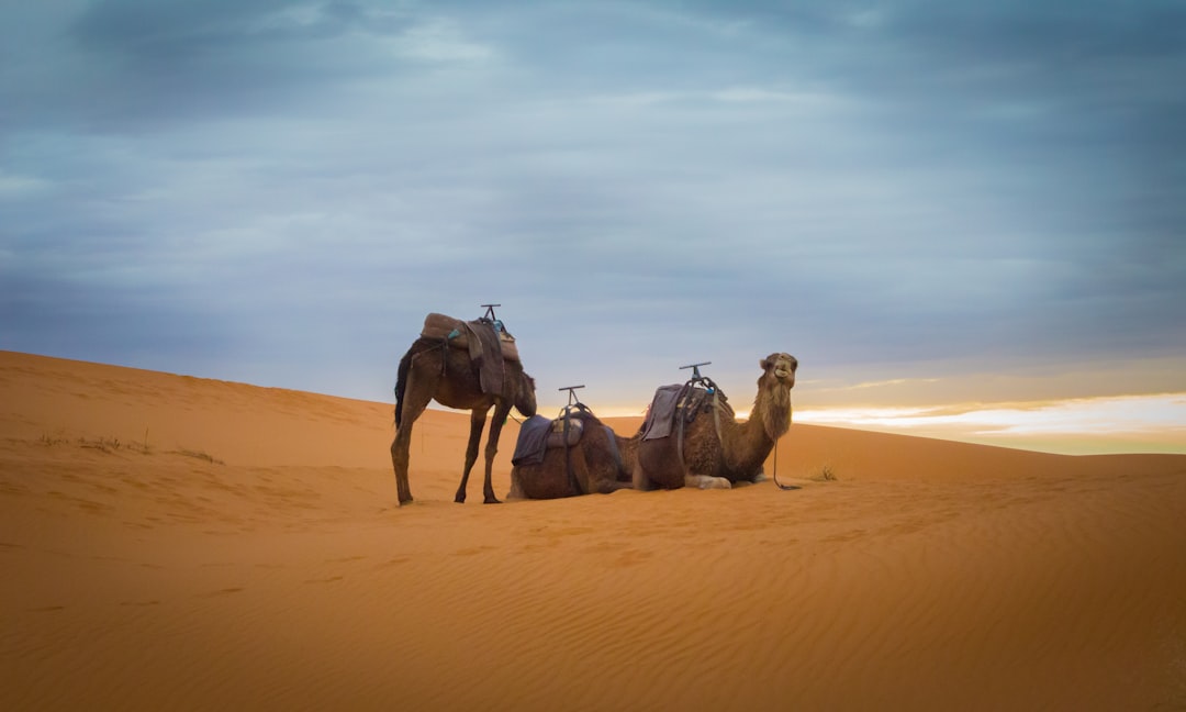 Discover Amazing Flight Options Beyond Kiwi.com's