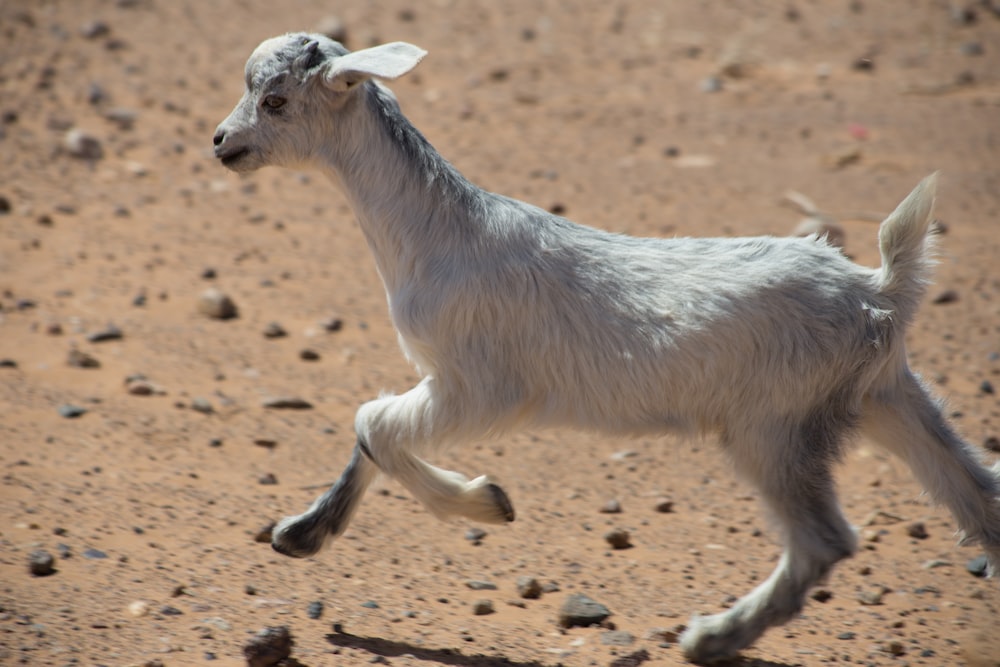 white kid running on brown soil