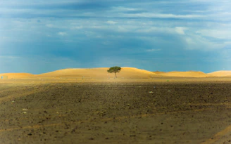 lone tree in middle of desert during daytime