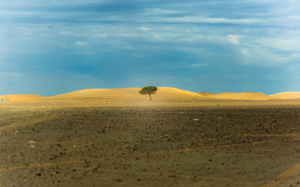 lone tree in middle of desert during daytime