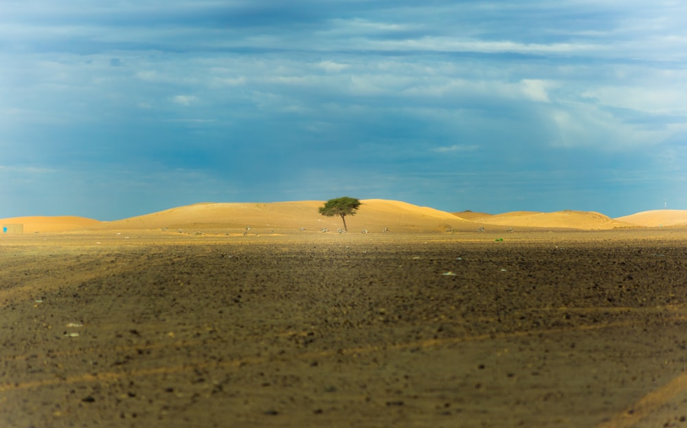 낮 사막 한가운데에 있는 외로운 나무