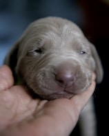 A veterinarian gently examining a small puppy.