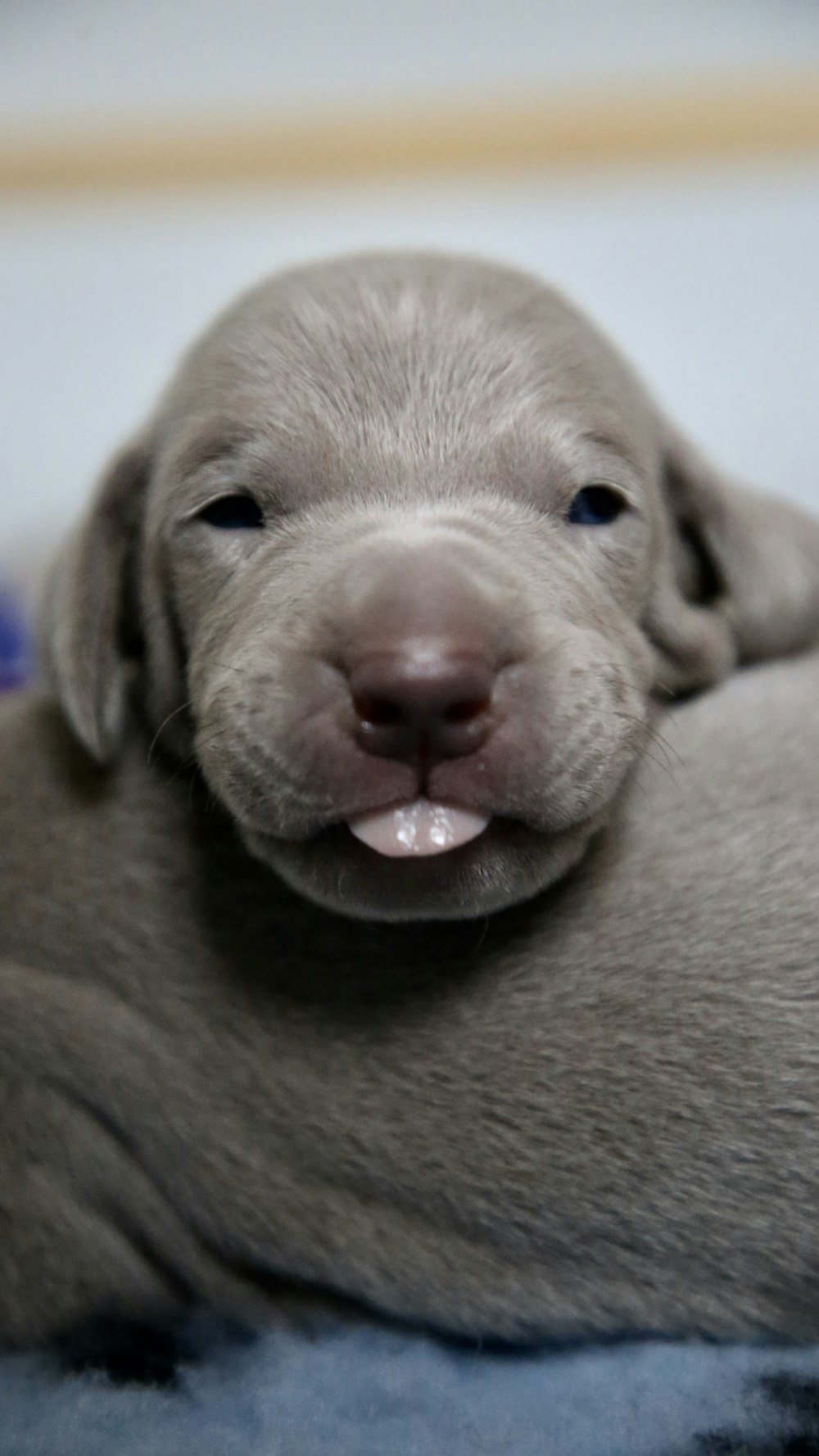 short-coated beige puppy lying on blue textile