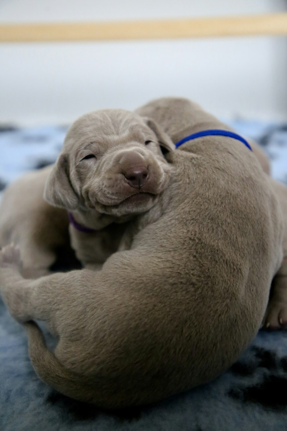 brown puppies