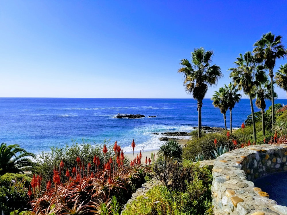 mar junto a plantas y árboles bajo un cielo azul claro durante el día