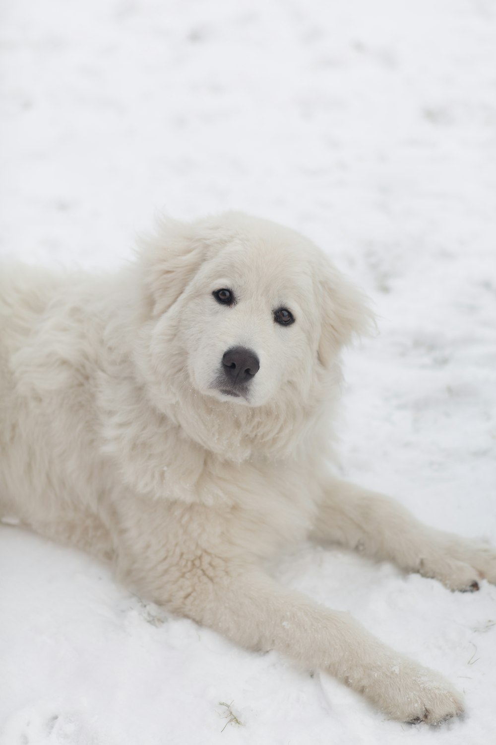 long-coated white dog lying on snow