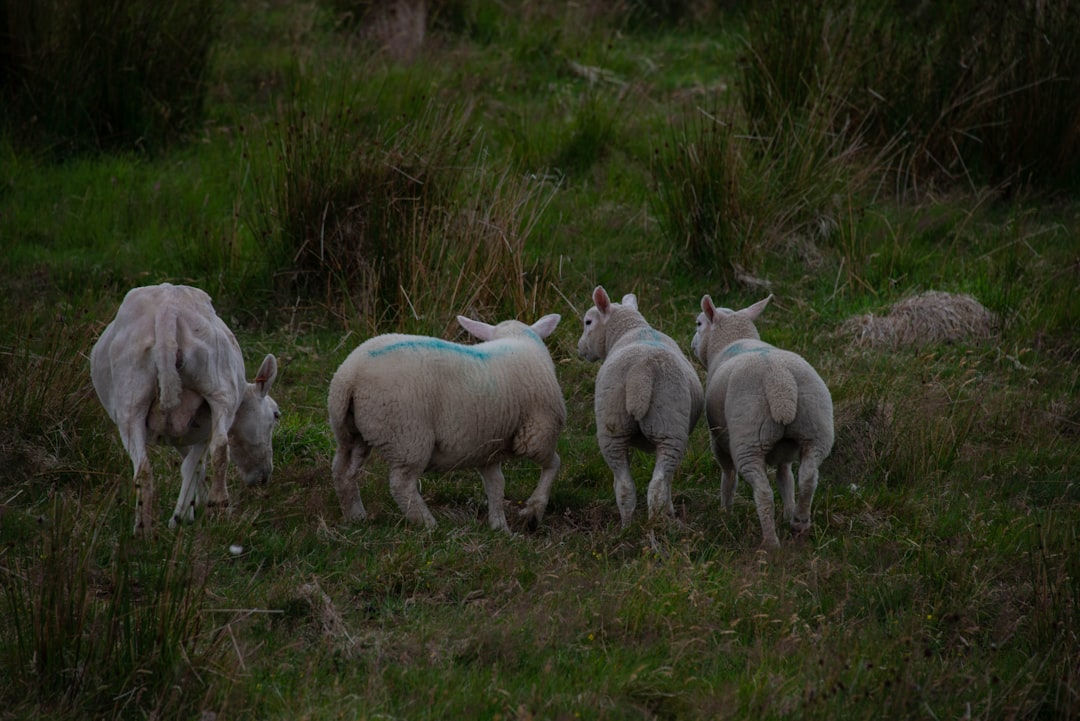 four lambs