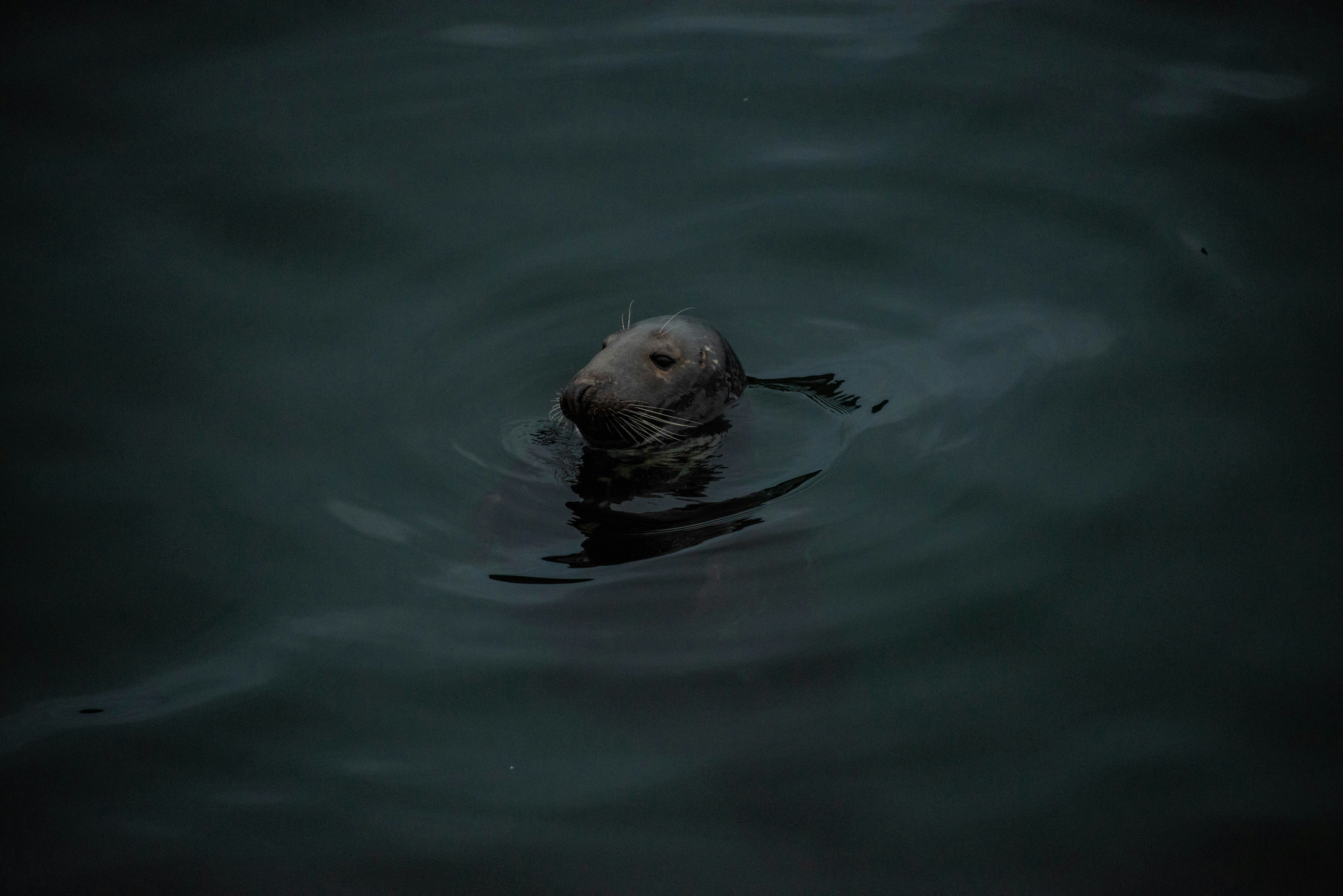 Photo by nicomeier