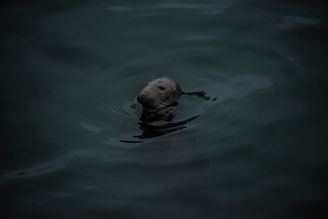 selective focus photography of mammal animal in water
