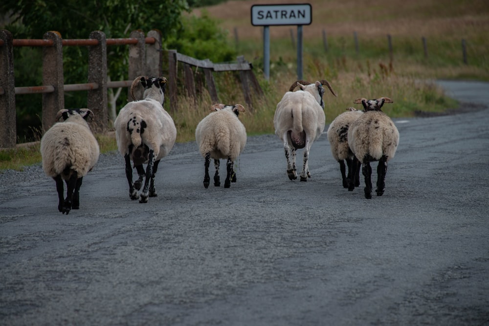 Cinco ovejas en la carretera durante el día