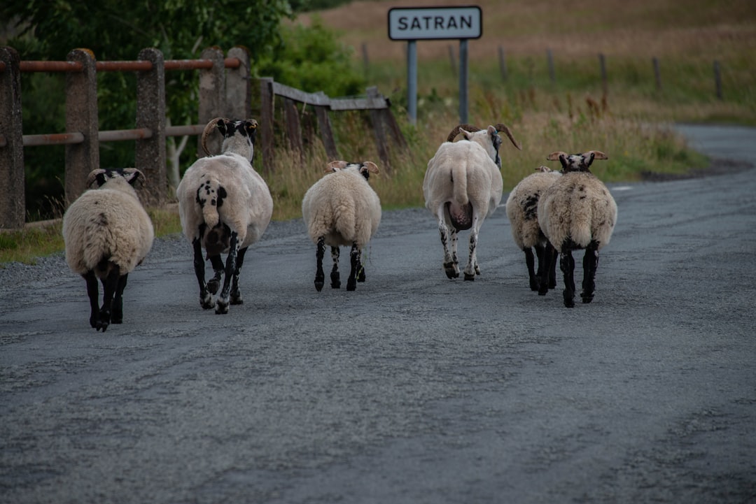 five sheep on road during daytime