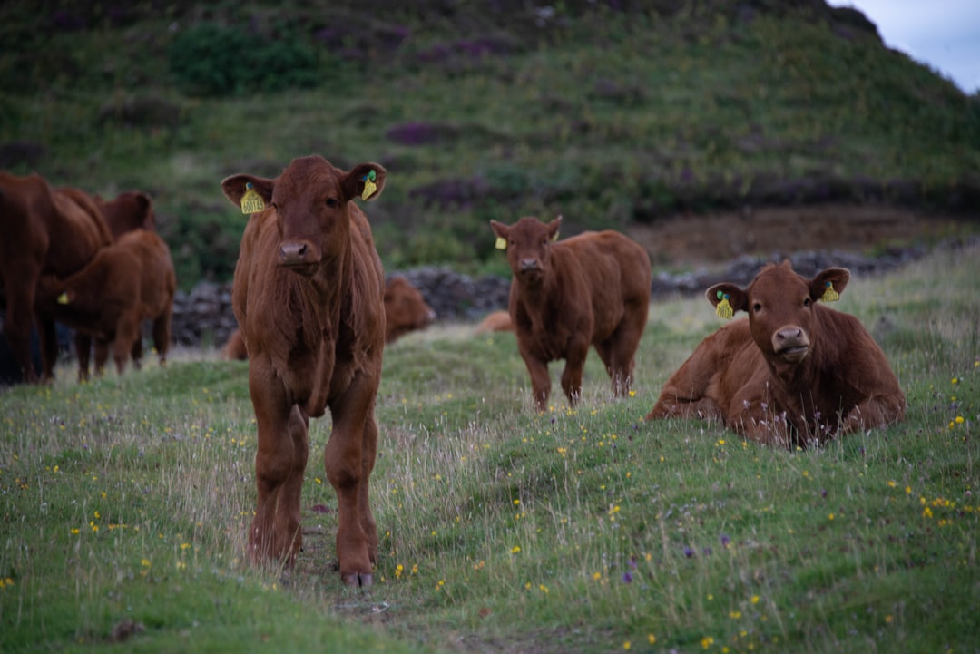 herd of brown cows on green grass fields