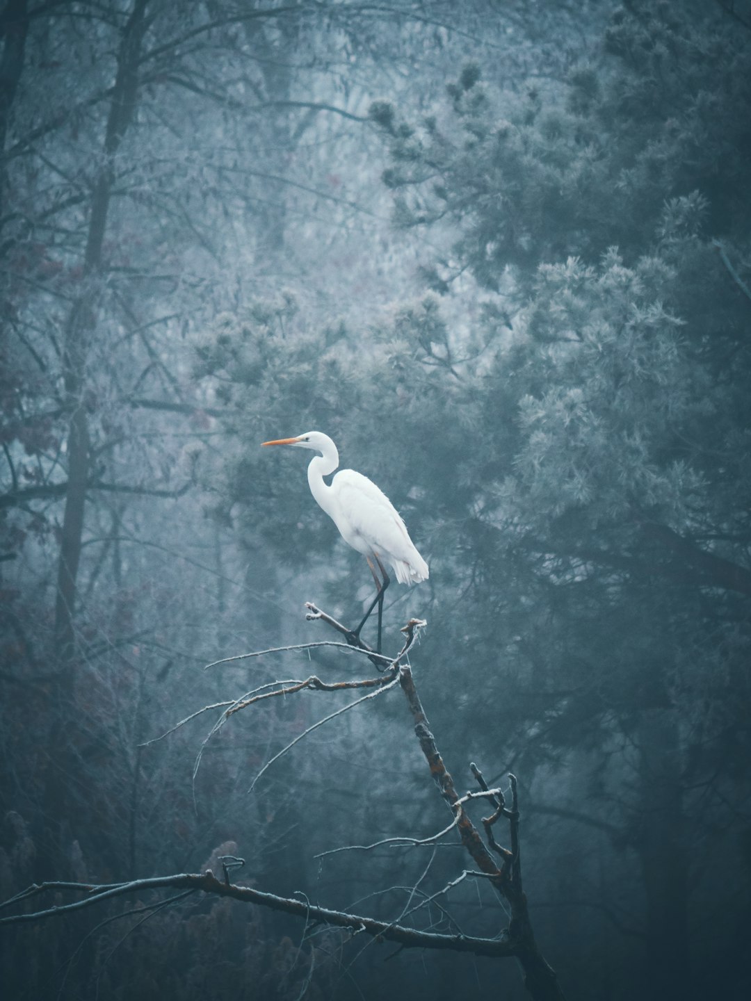 white seagull perched on bare tree