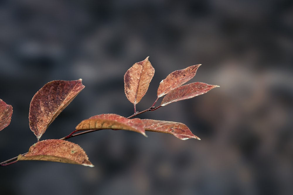 brown leaf in close-up photography