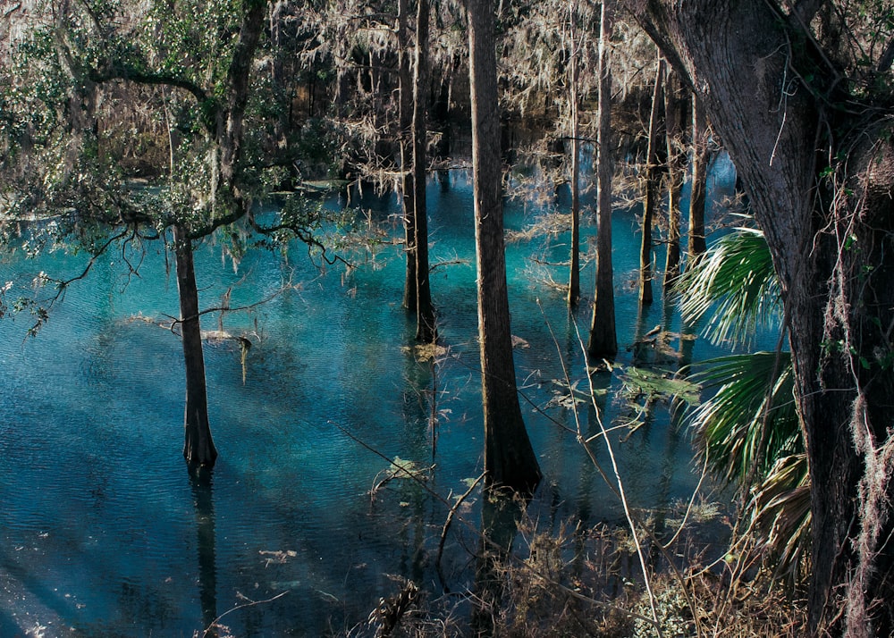 호수를 둘러싼 푸른 나무