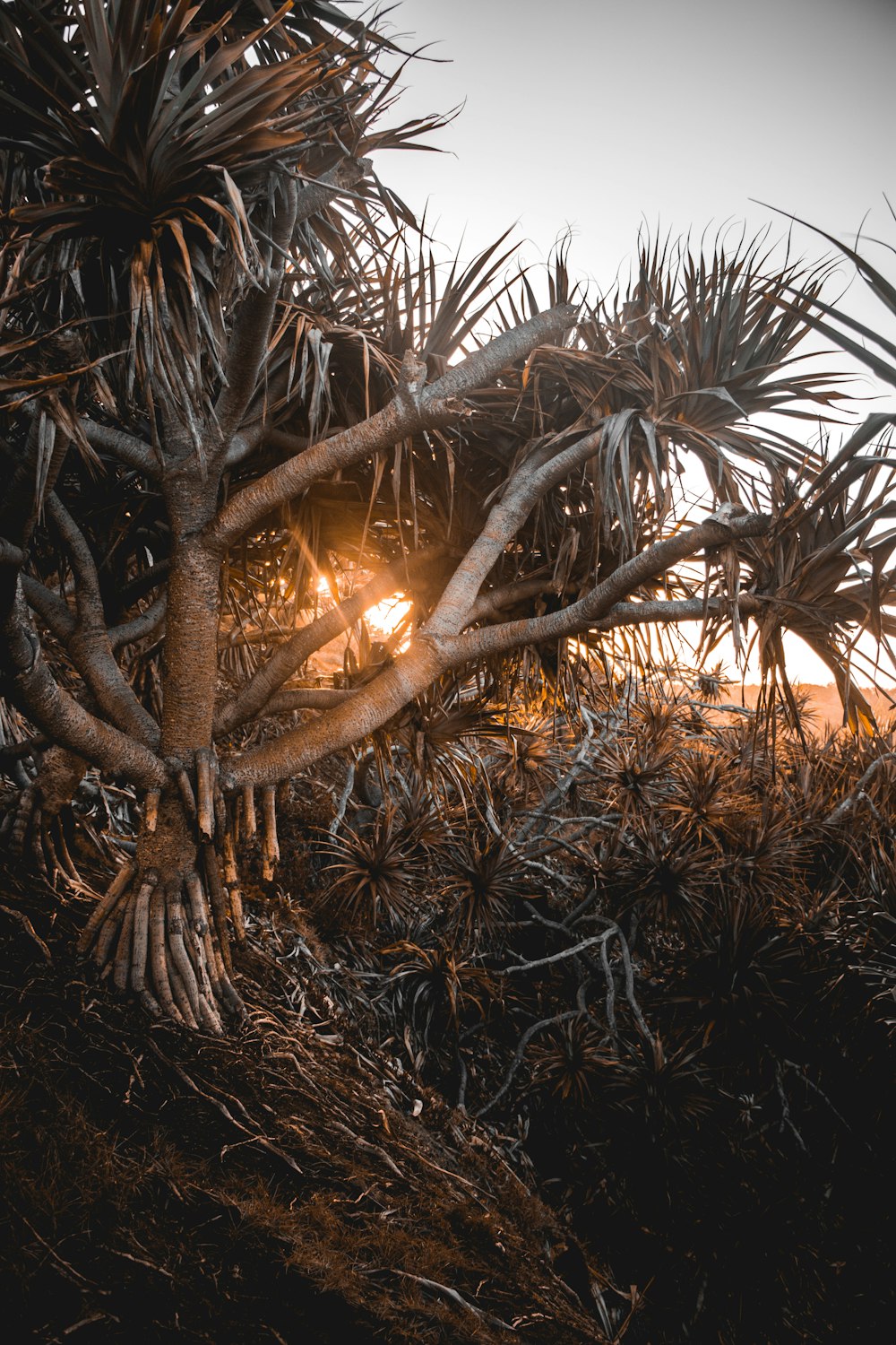 trees on mountain during daytime