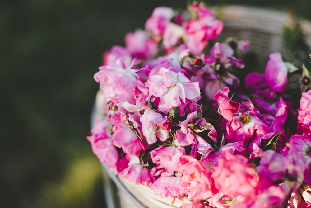 pink petaled flowers