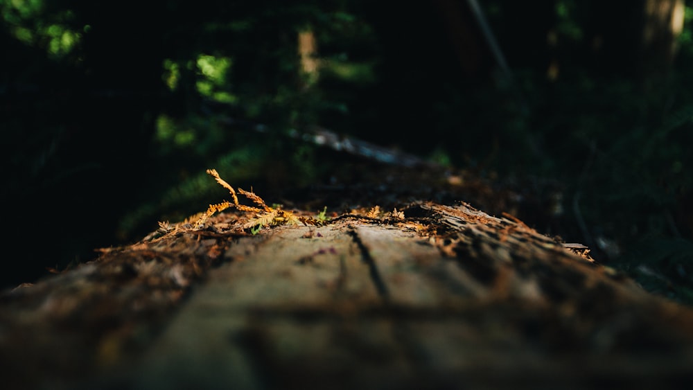 close-up photography of brown surface