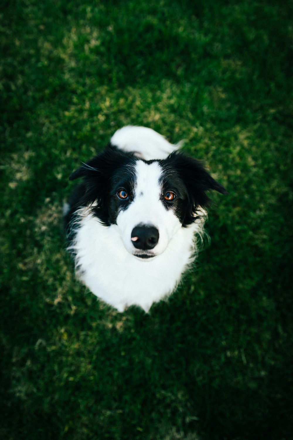 white and black long-coated dog on green grass