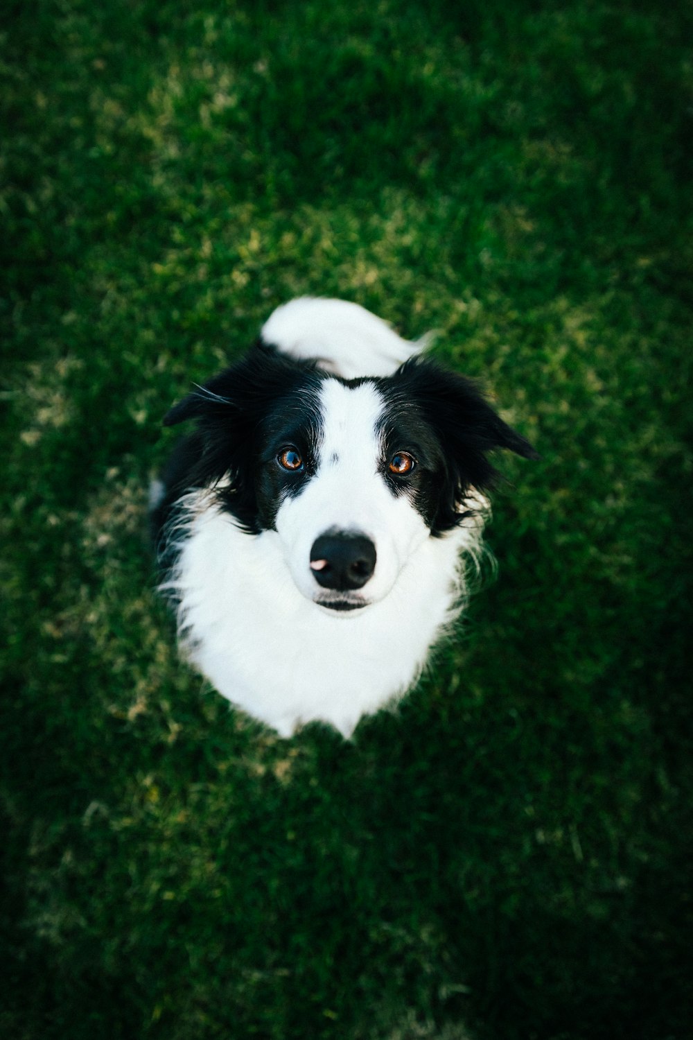 cão branco e preto de pelo longo na grama verde