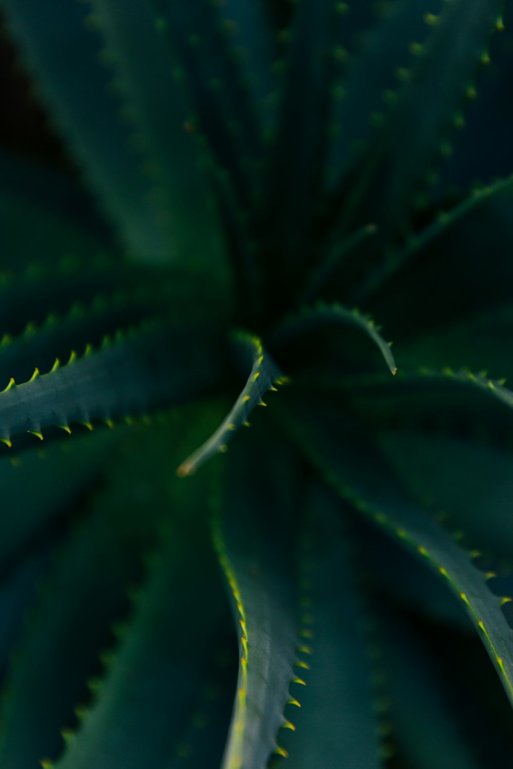 green aloe vera plant