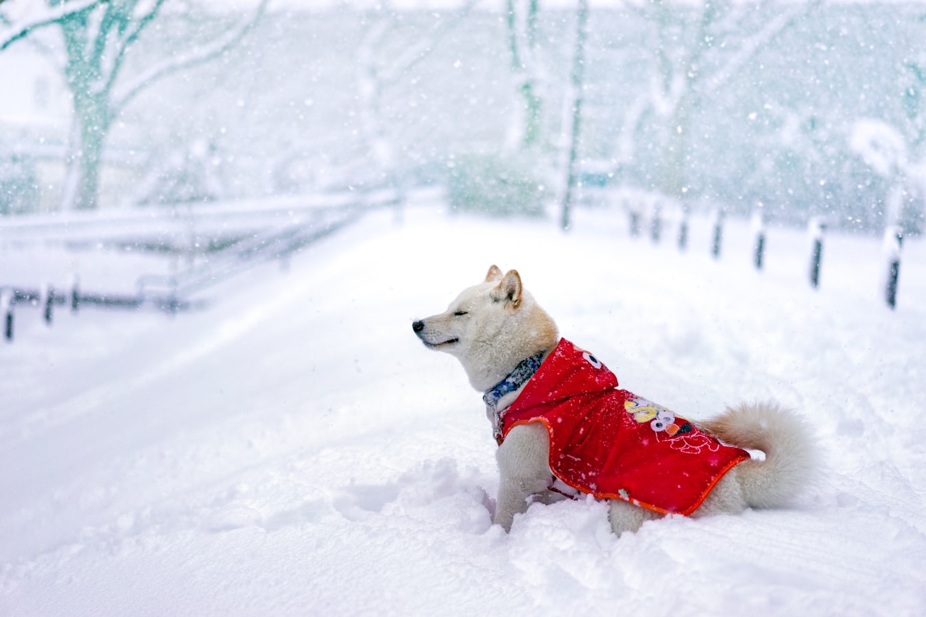 Very scientific picture of a shiba in the snow