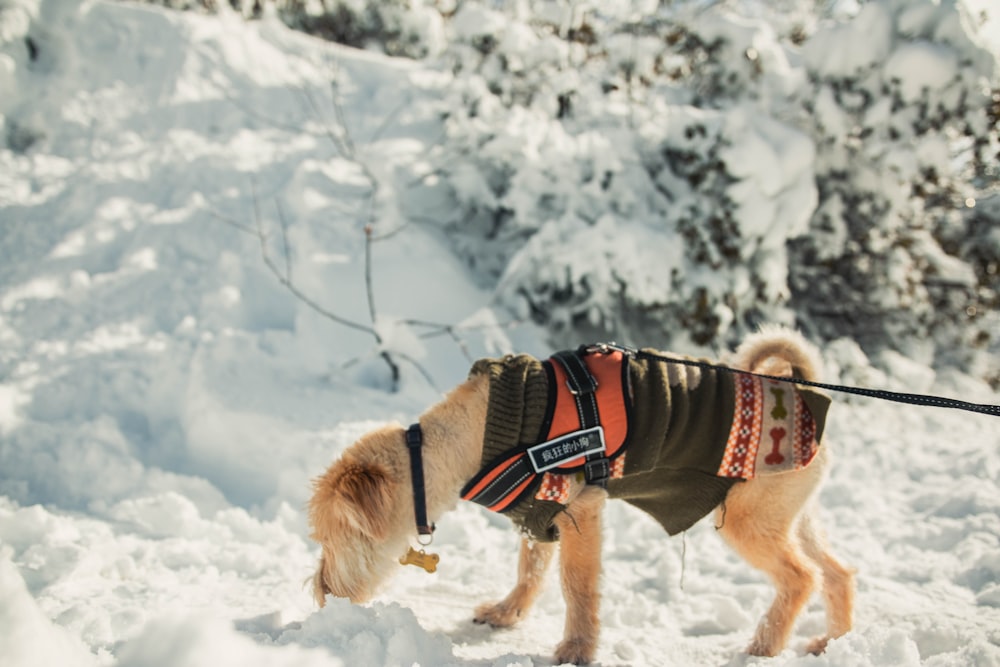 雪を嗅ぐペット犬